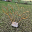 Arbre du voyageur