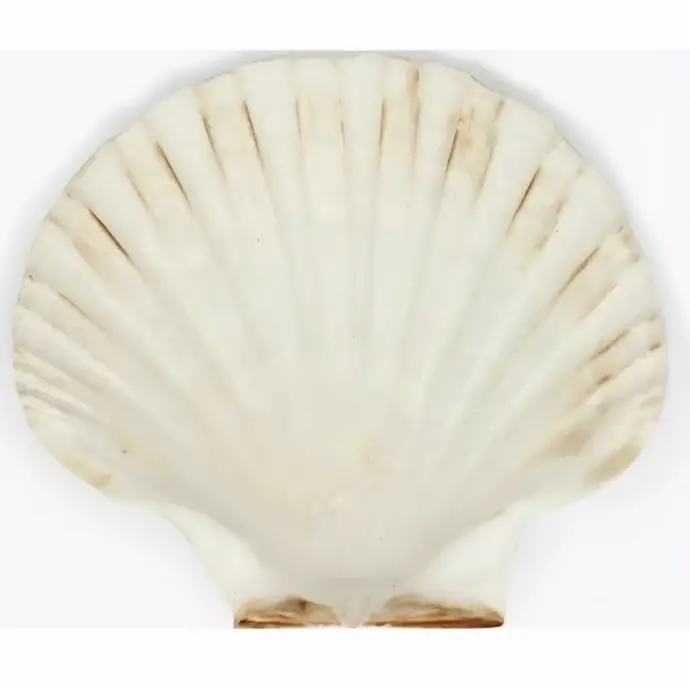 Coquille vide de Saint-Jacques